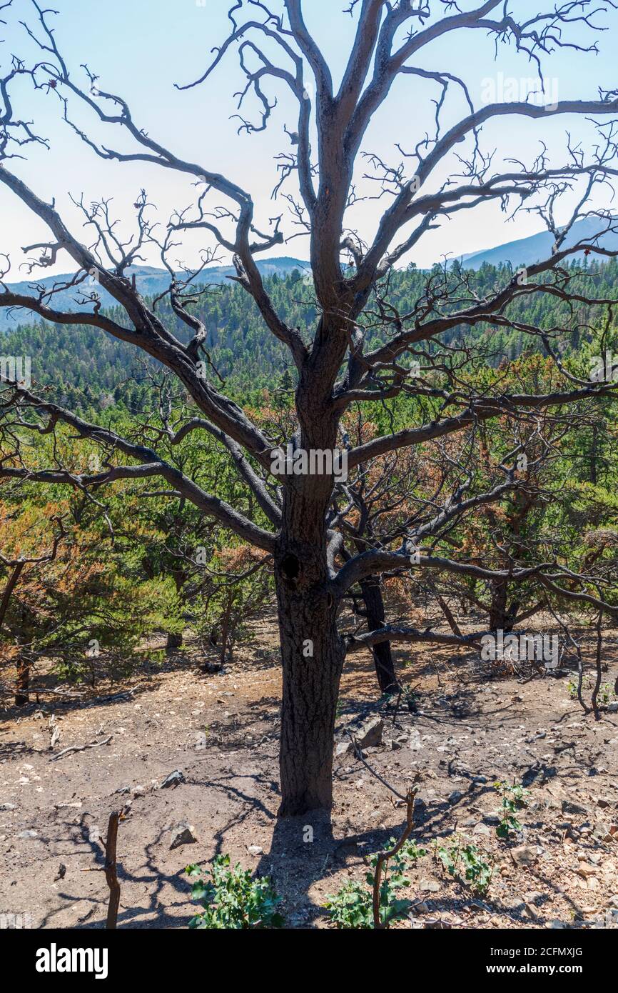Scarred & damaged forest after the Decker Fire; Rocky Mountains, Central Colorado, USA Stock Photo