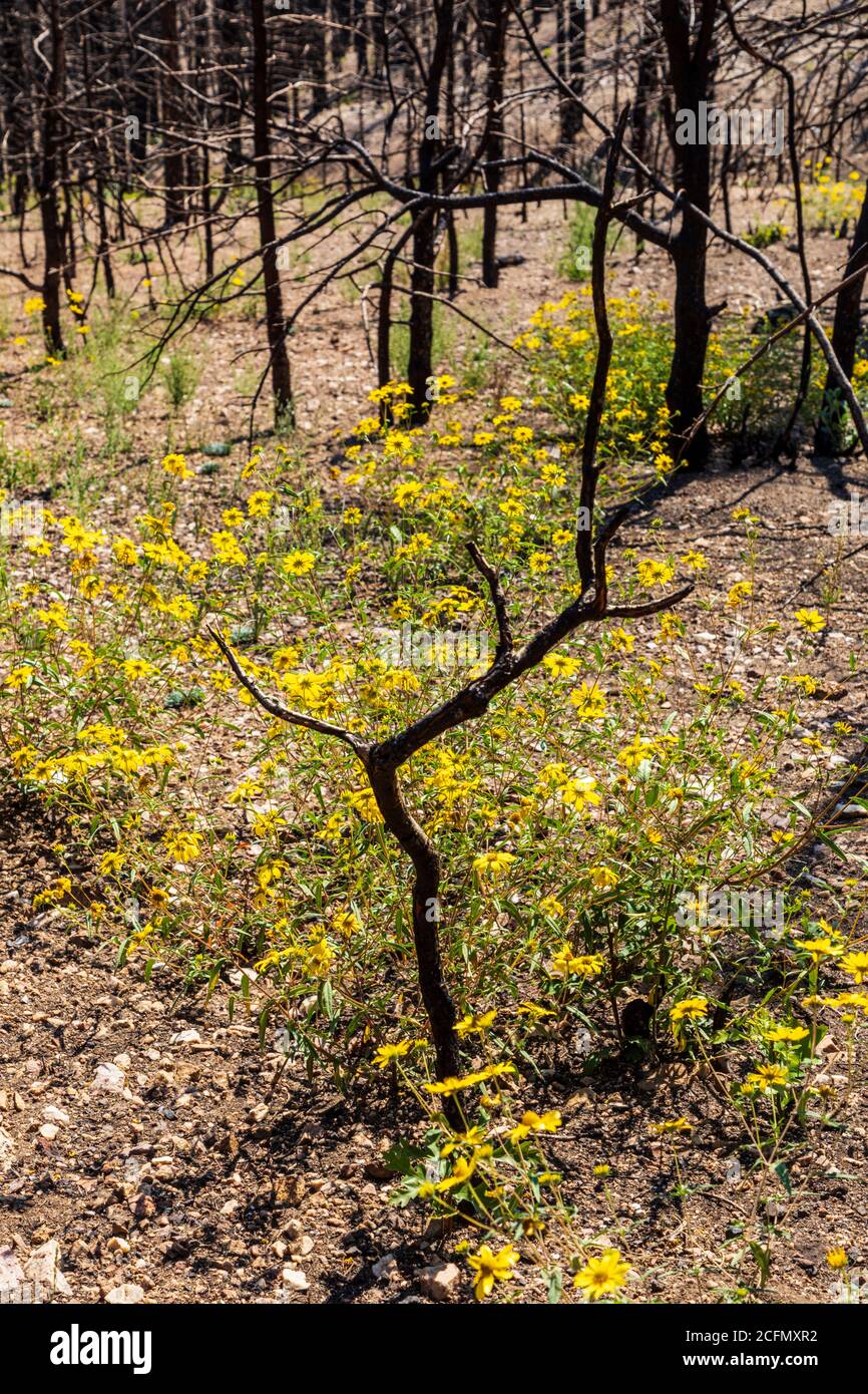 Senecio wootonii; Wooton's Ragwort; Asteraceae; Sunflower wildflowers growing at site of Decker Forest Fire; Rocky Mountains, Central Colorado, USA Stock Photo