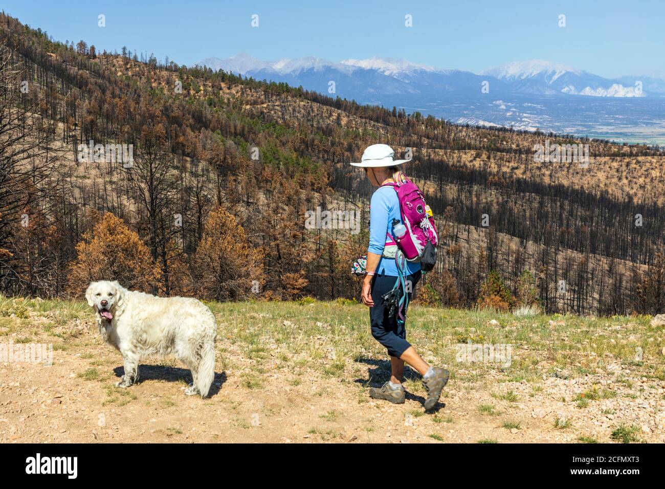 Senior woman hiking with platinum colored Golden Retreiver dog on Rainbow Trail a year after the Decker Forest Fire; Central Colorado; USA Stock Photo