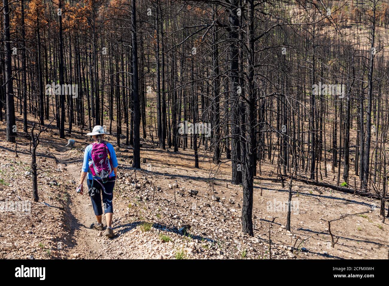 Senior woman hiking Rainbow Trail a year after the Decker Forest Fire; Central Colorado; USA Stock Photo
