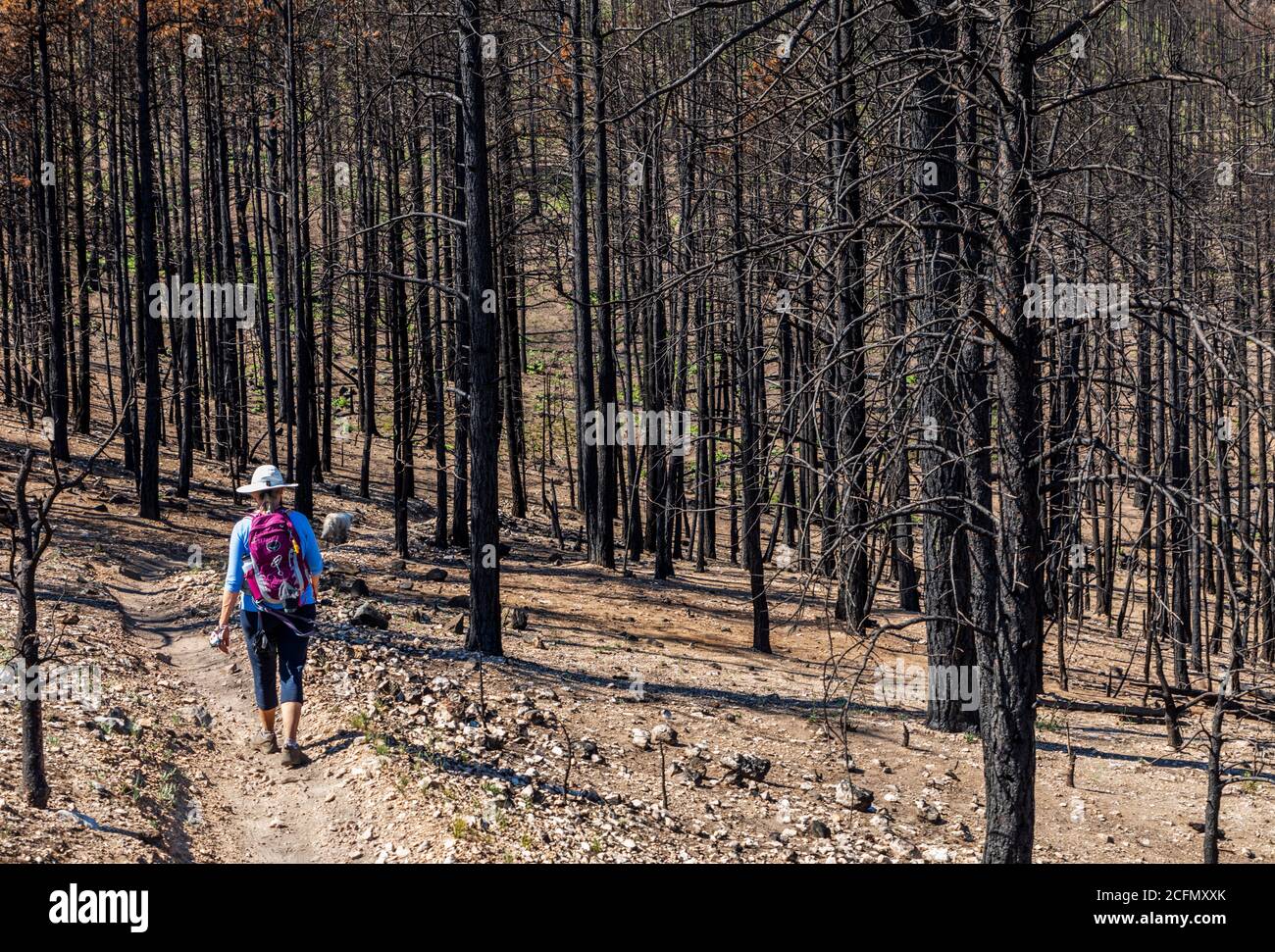Senior woman hiking Rainbow Trail a year after the Decker Forest Fire; Central Colorado; USA Stock Photo