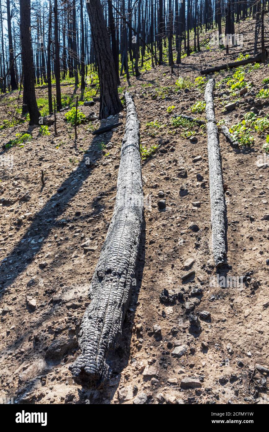 Regeneration of trees & plants that burned in forest fire; Rocky Mountains, Central Colorado, USA Stock Photo