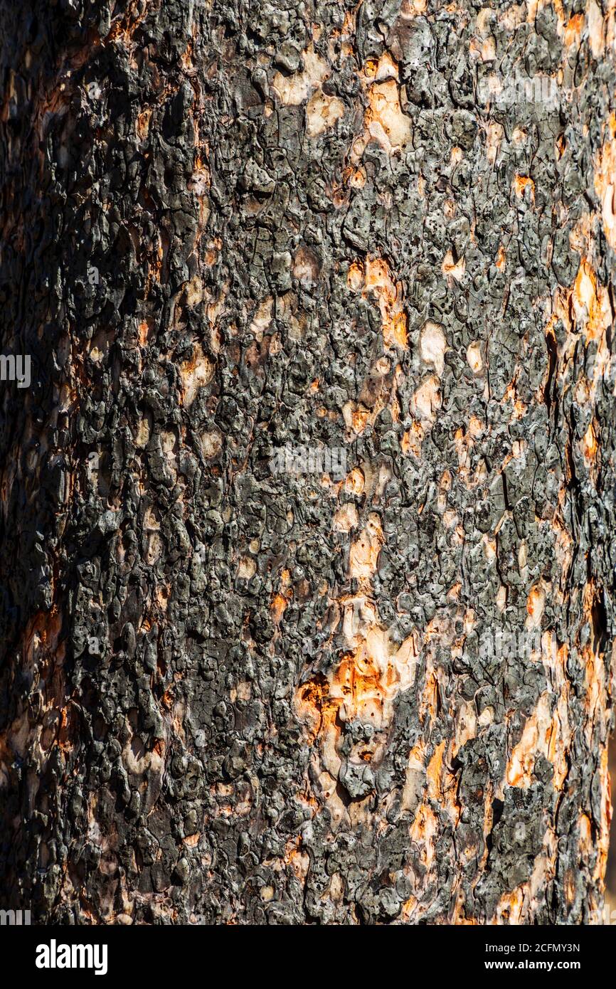 Close-up of burned pine tree trunk; Decker Fire; Central Colorado; USA Stock Photo