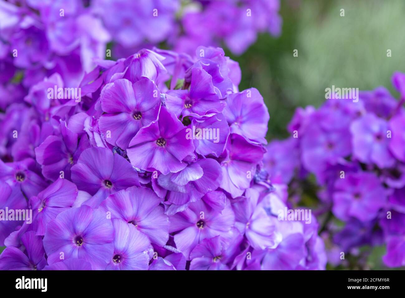 Purple flame flowers of phlox. Close up of flowering garden phlox, perennial or summer phlox in garden on sunny day Stock Photo