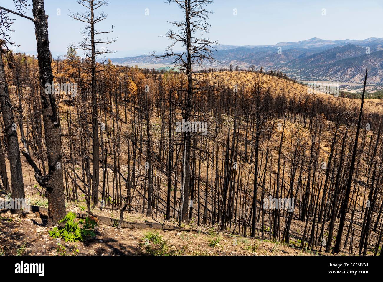 Regeneration of trees & plants that burned in forest fire; Rocky Mountains, Central Colorado, USA Stock Photo