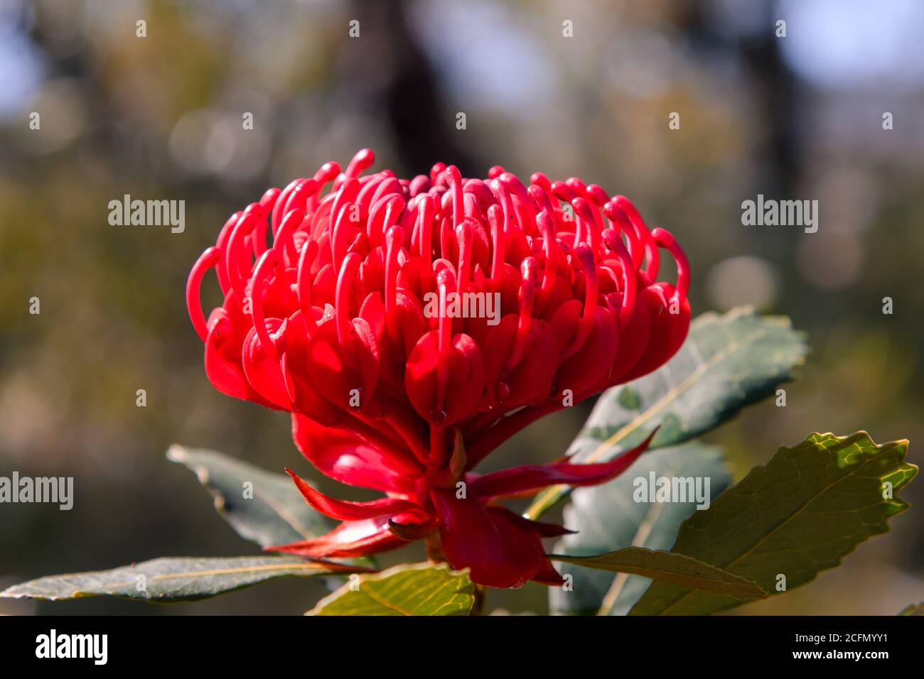 Beautiful Native Red Waratah flower in bloom ready for Spring. Brisbane