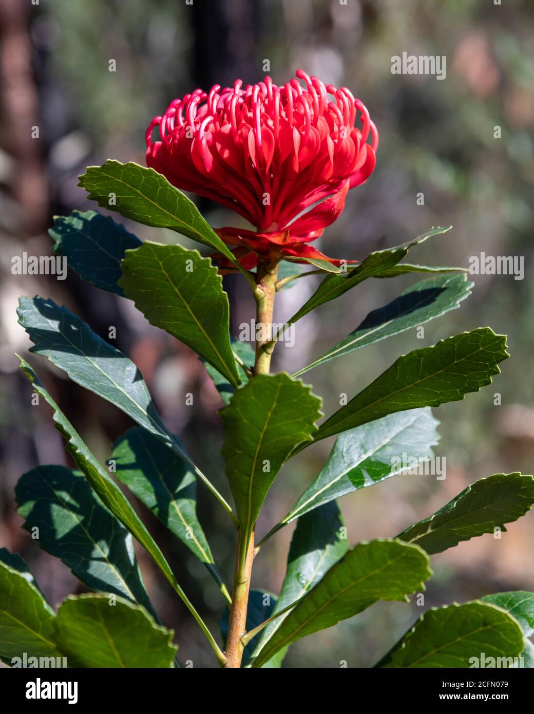 Red waratah flower hires stock photography and images Alamy