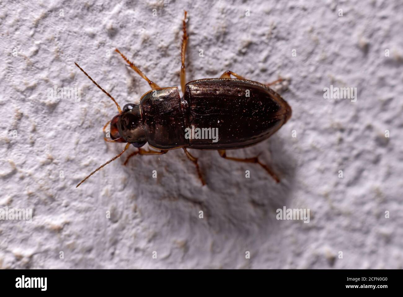 Ground beetle of the subfamily Harpalinae Stock Photo