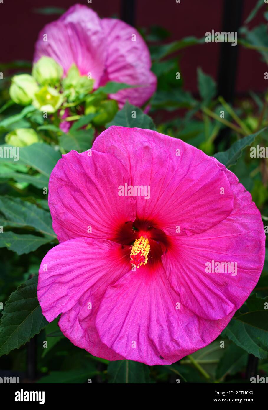 Giant dinner plate perennial hibiscus rose mallow flower Stock Photo