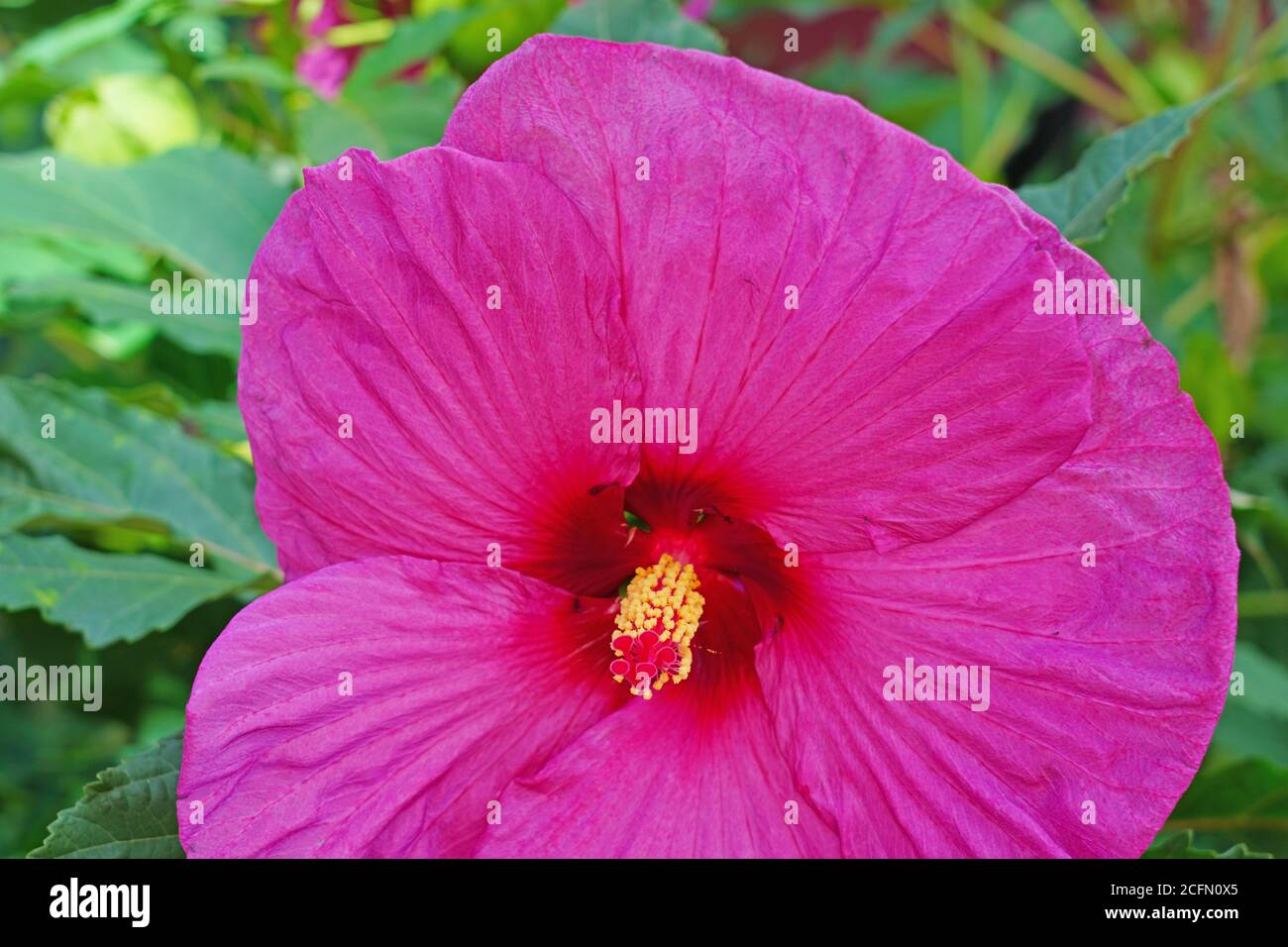 Giant dinner plate perennial hibiscus rose mallow flower Stock Photo