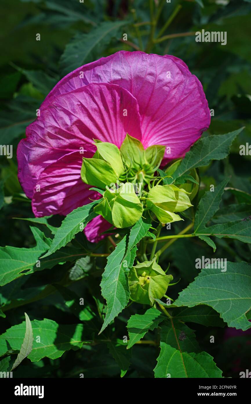 Giant dinner plate perennial hibiscus rose mallow flower Stock Photo