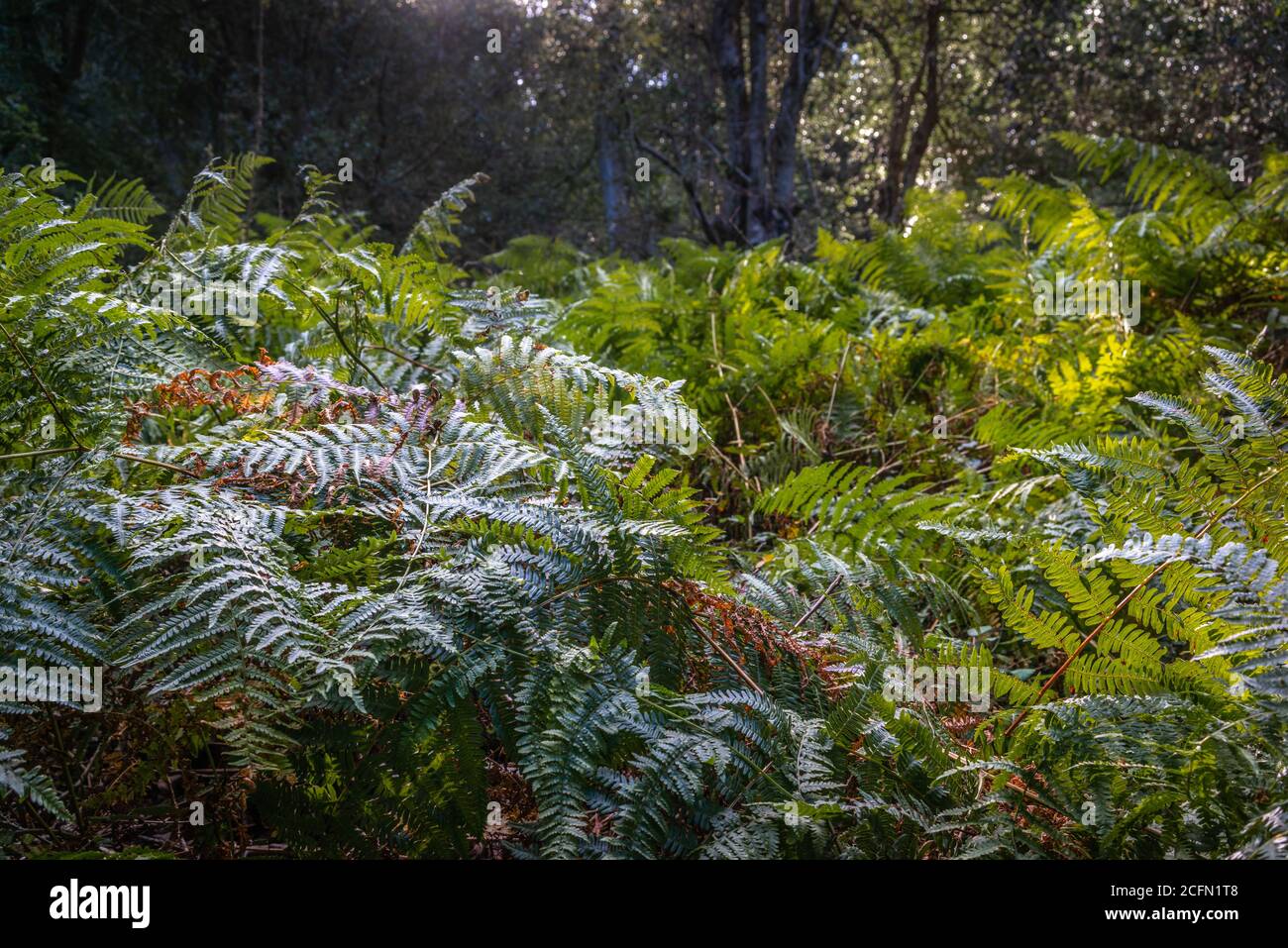 Dense fern (Polypodiopsida) in the New Forest National Park in Hampshire, England, UK Stock Photo