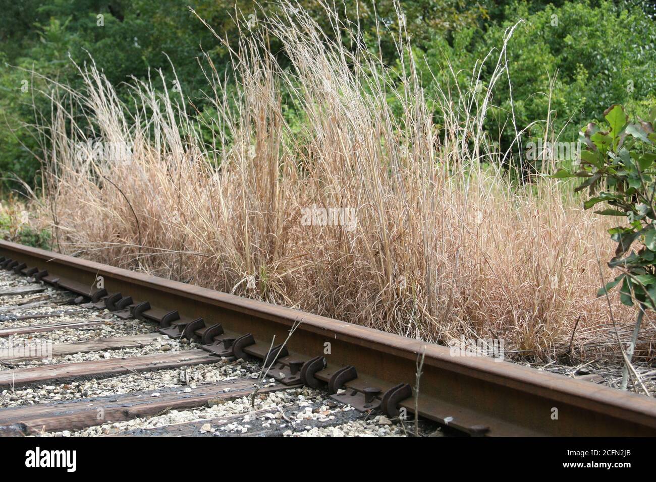 Scrub grass lined railroad tracks Stock Photo Alamy