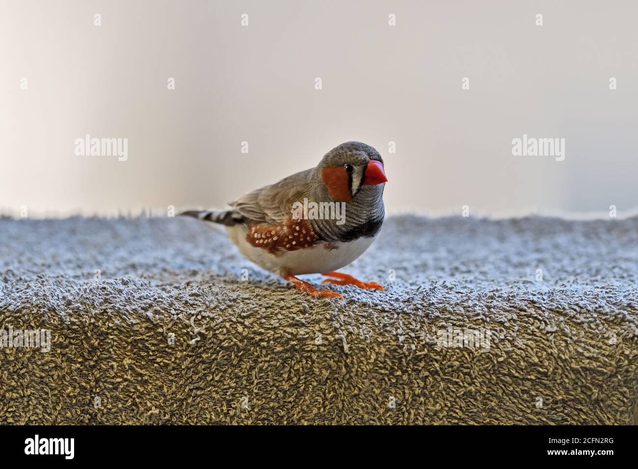 Zebra Finch photographed in the Wild Stock Photo