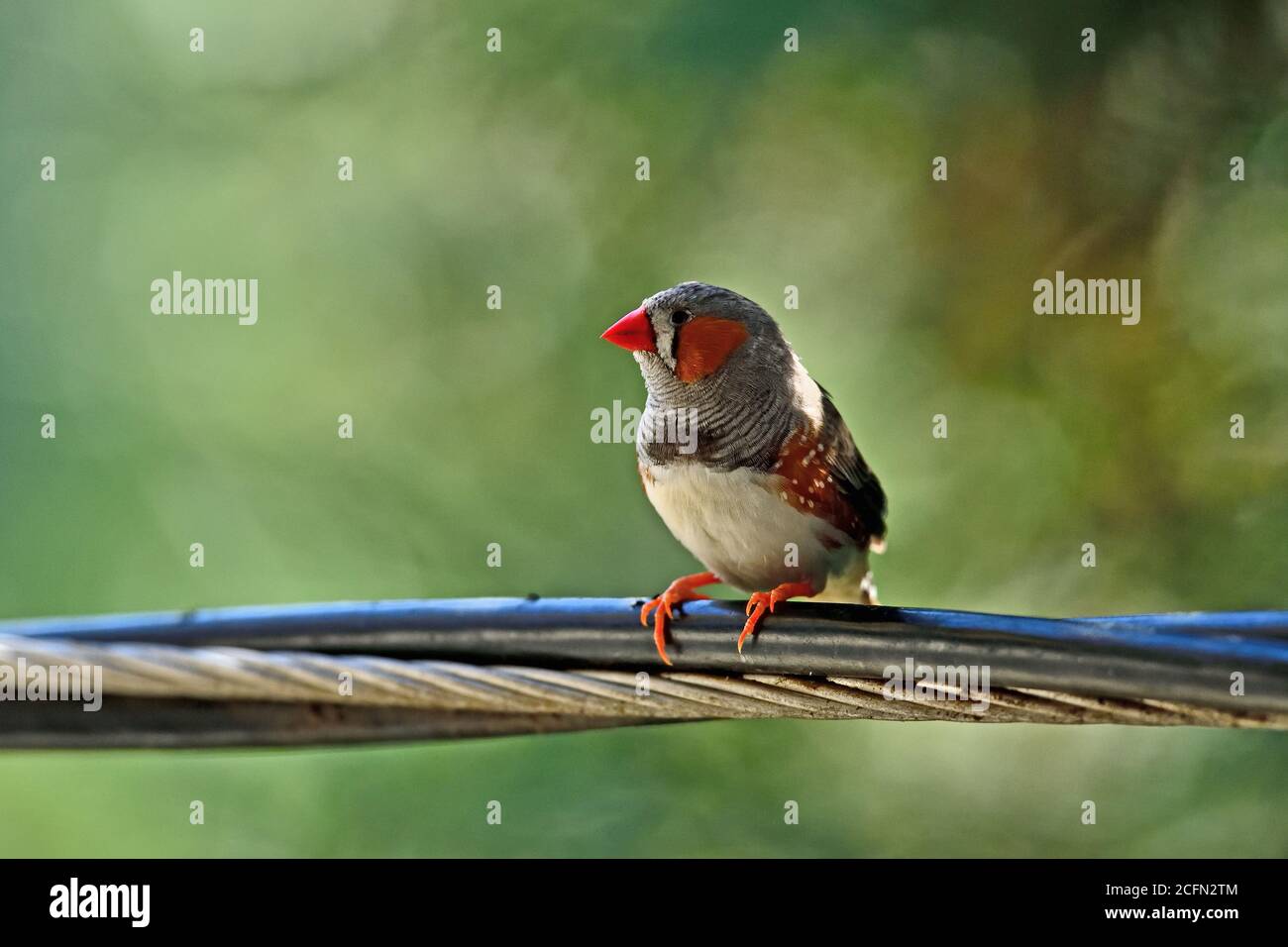Zebra Finch photographed in the Wild Stock Photo