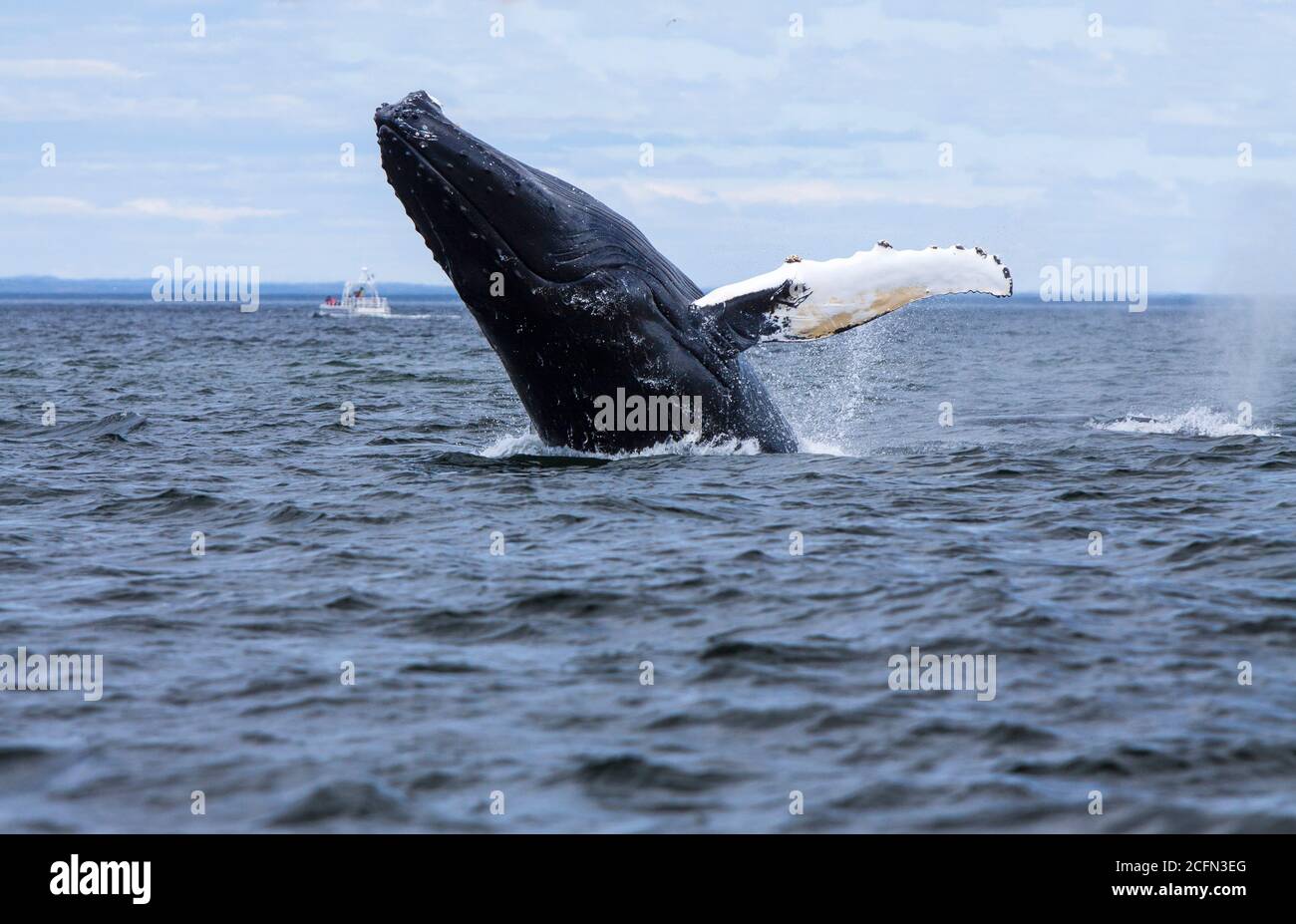 Humpback whale breaching out on Saint Lawrence river in Tadoussac, Quebec, Canada. Stock Photo