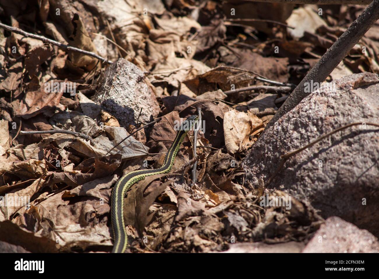 Common garter snake Stock Photo