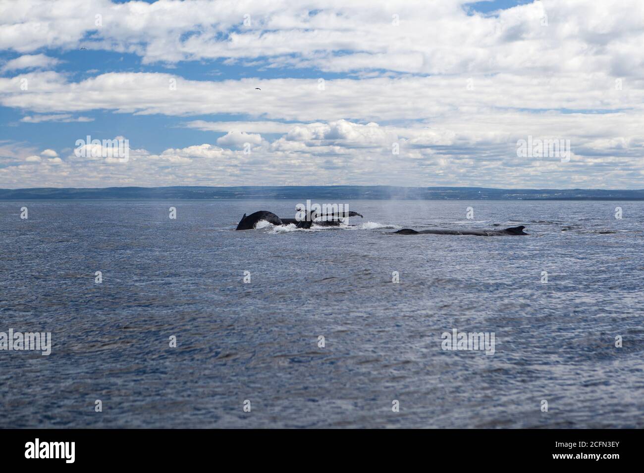 Whale watching In Tadoussac, Quebec, Canada on Saint Lawrence river Stock Photo