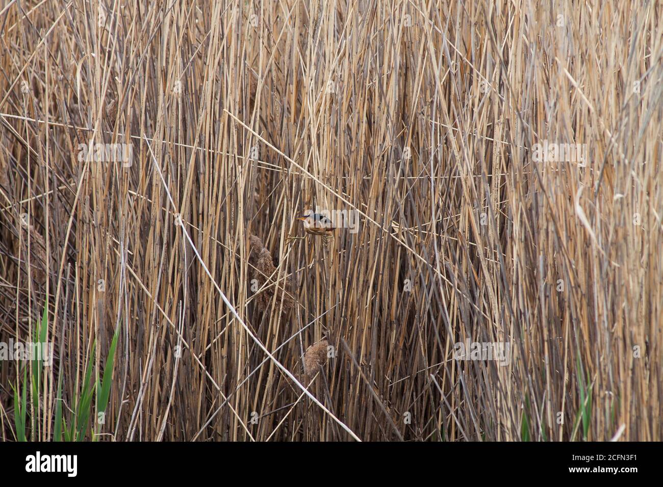 Least bittern straddling reeds Stock Photo