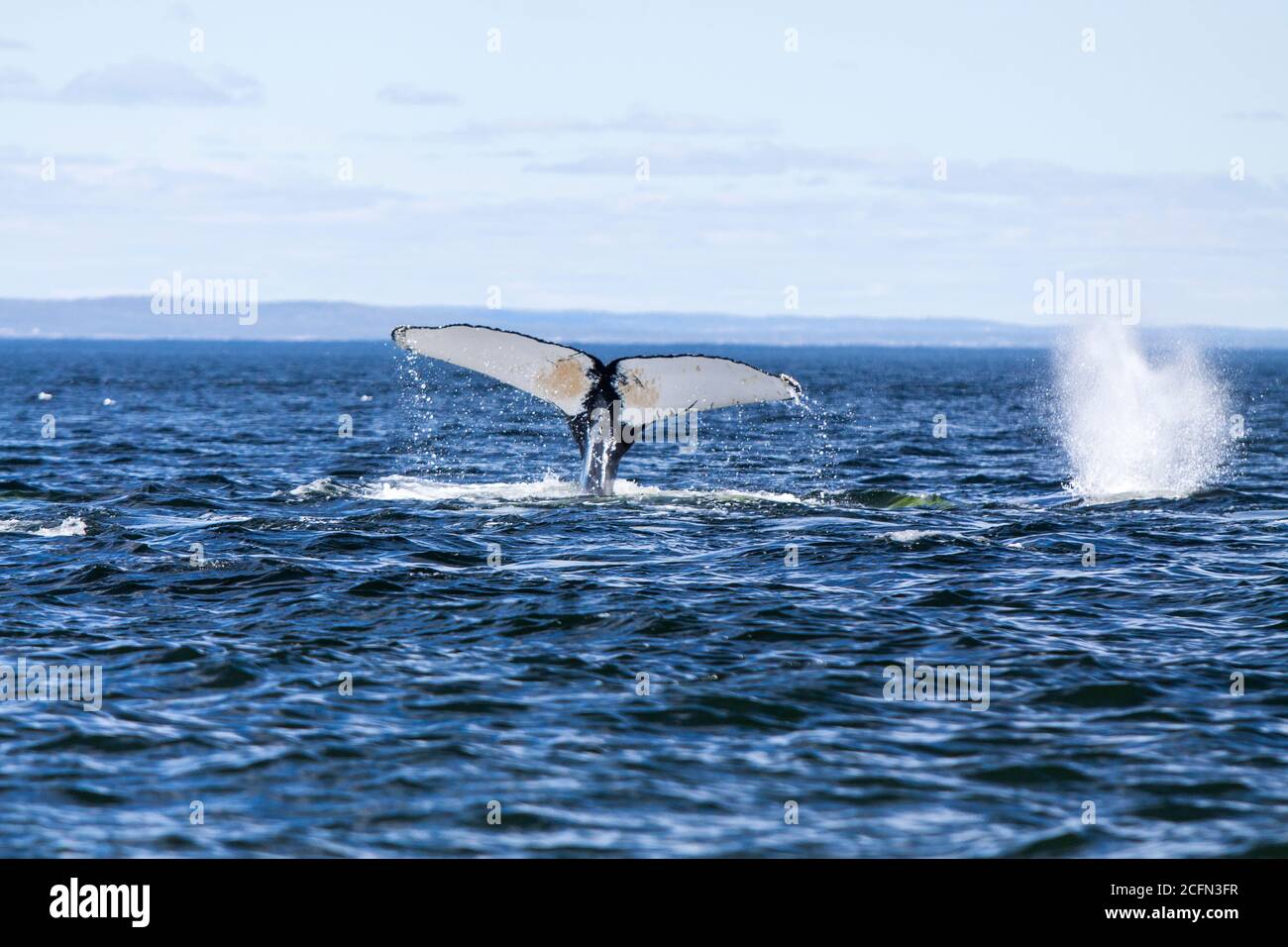 Whale watching In Tadoussac, Quebec, Canada on Saint Lawrence river Stock Photo
