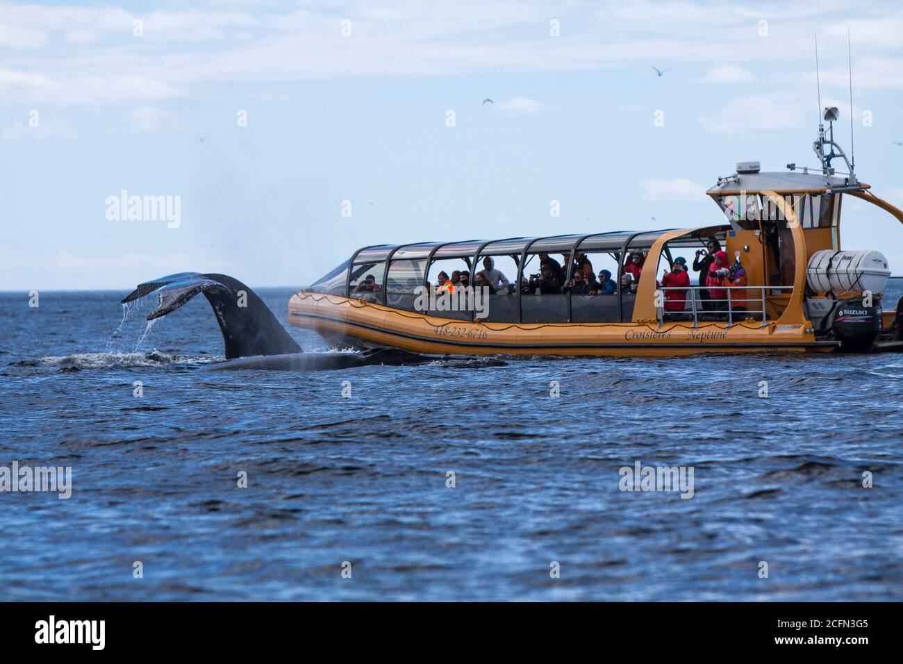 Whale watching on Saint Lawrence river in Tadoussac, Quebec, Canada. Stock Photo
