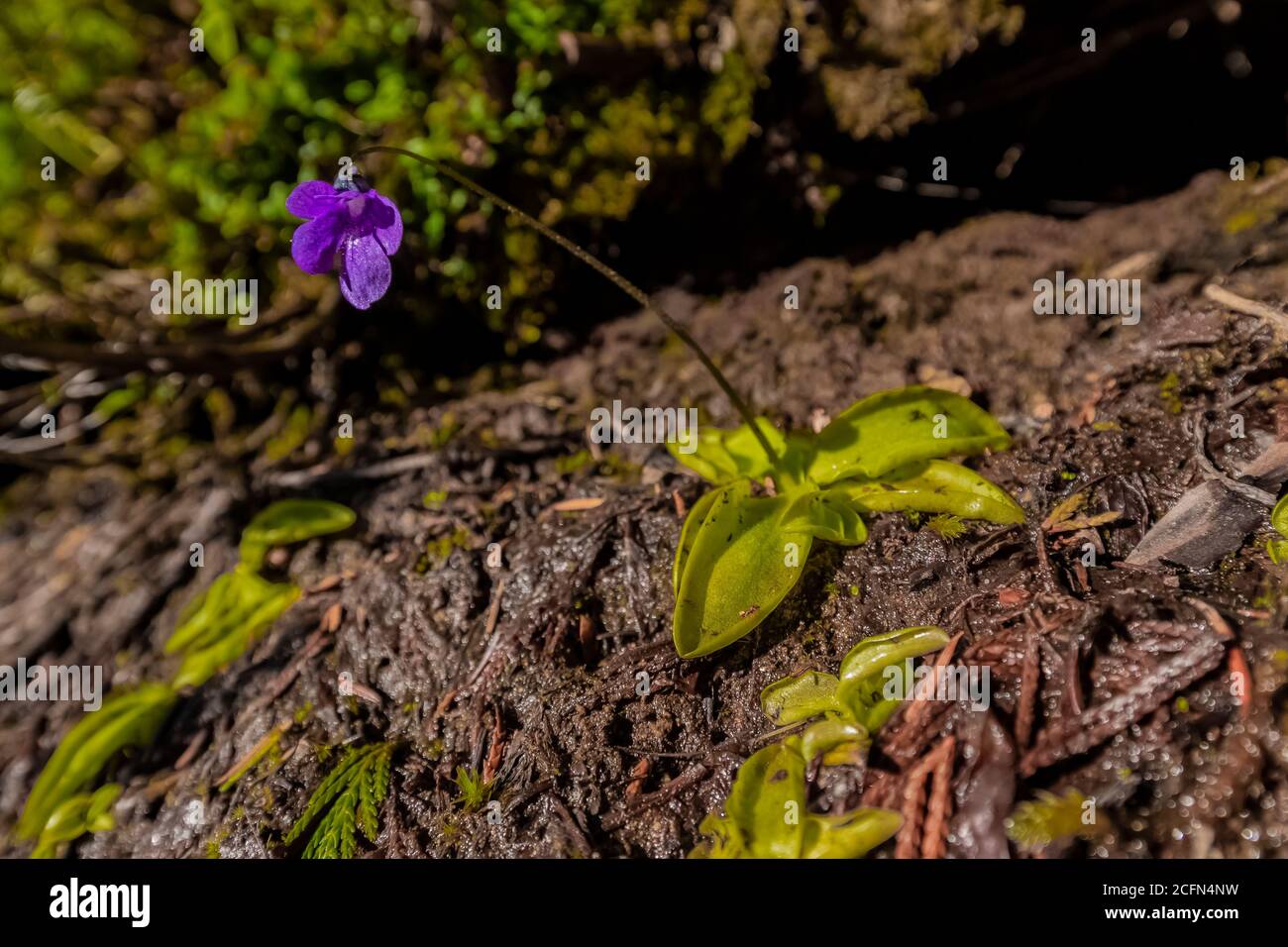 Common Butterwort, Pinguicula vulgaris, an insecteatng plant blooming