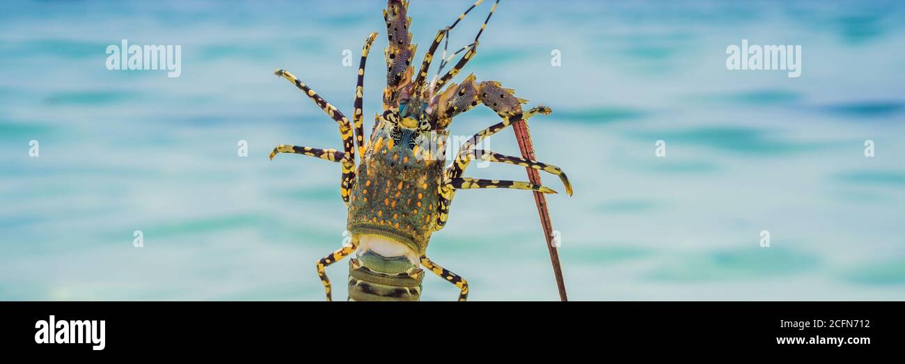 Lobster in the hands of a diver. Spiny lobster inhabits tropical and subtropical waters BANNER, LONG FORMAT Stock Photo