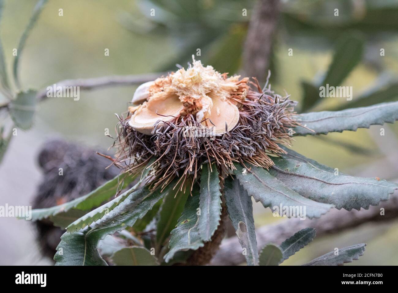 Saw-tooth Banksia cone chewed by a Yellow-tailed Black Cockatoo looking for grubs Stock Photo