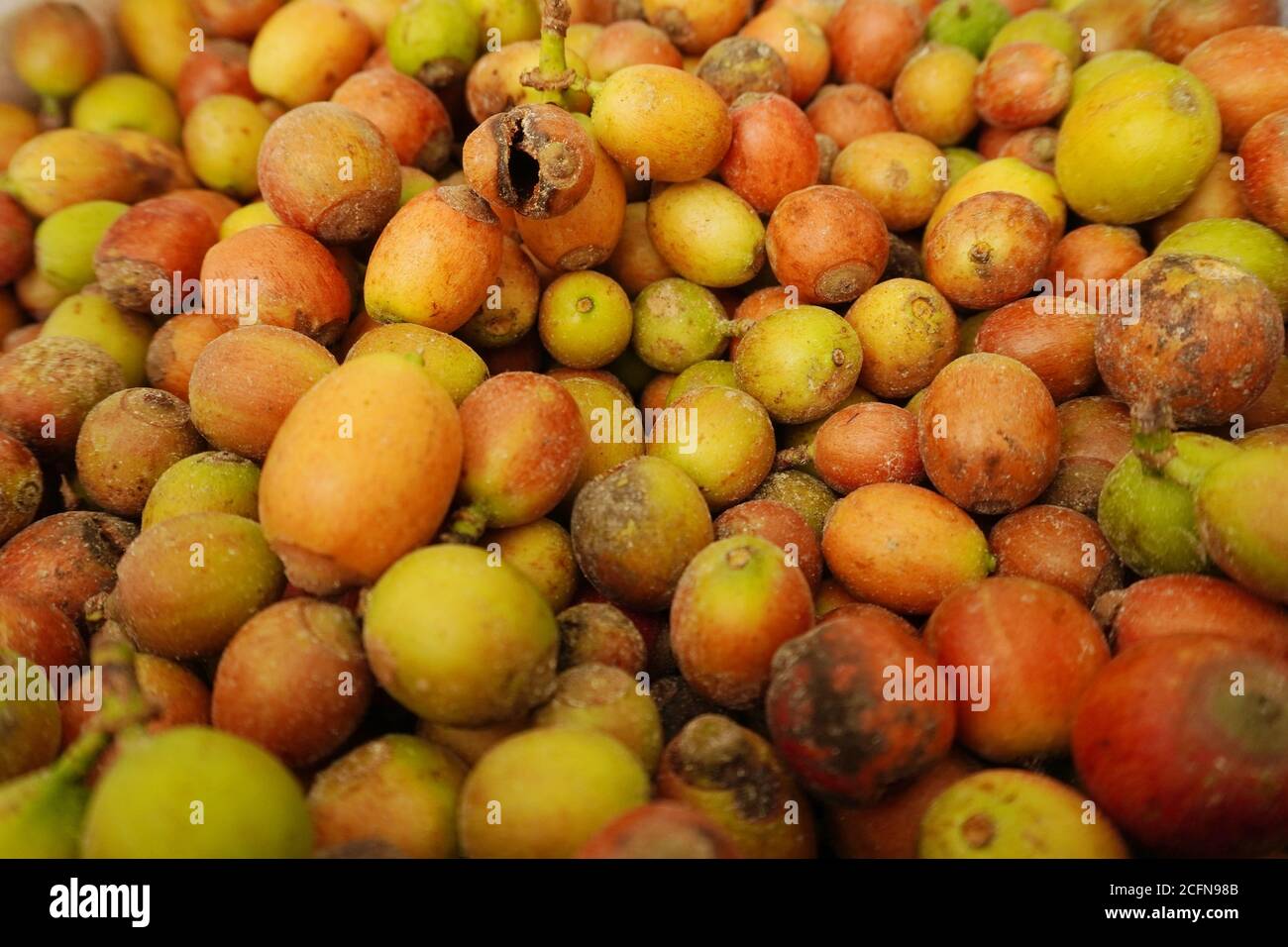 Coffee fruit is a type of stone fruit that’s produced by the coffee