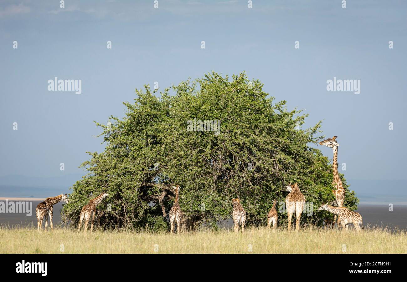 Group of giraffes eating leaves hi-res stock photography and images - Alamy