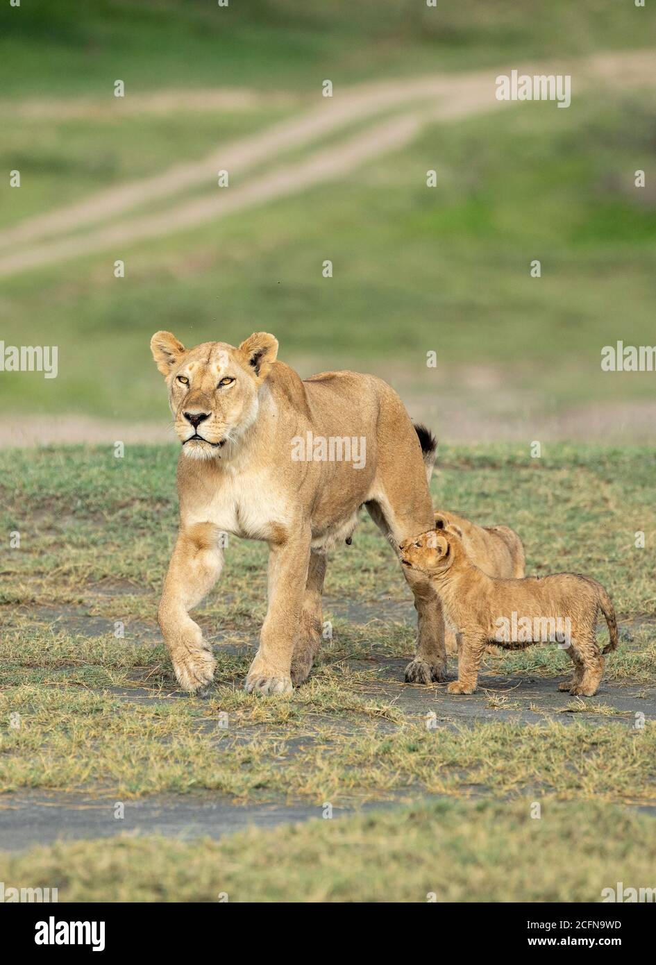 Female lion protecting cubs hi-res stock photography and images - Alamy