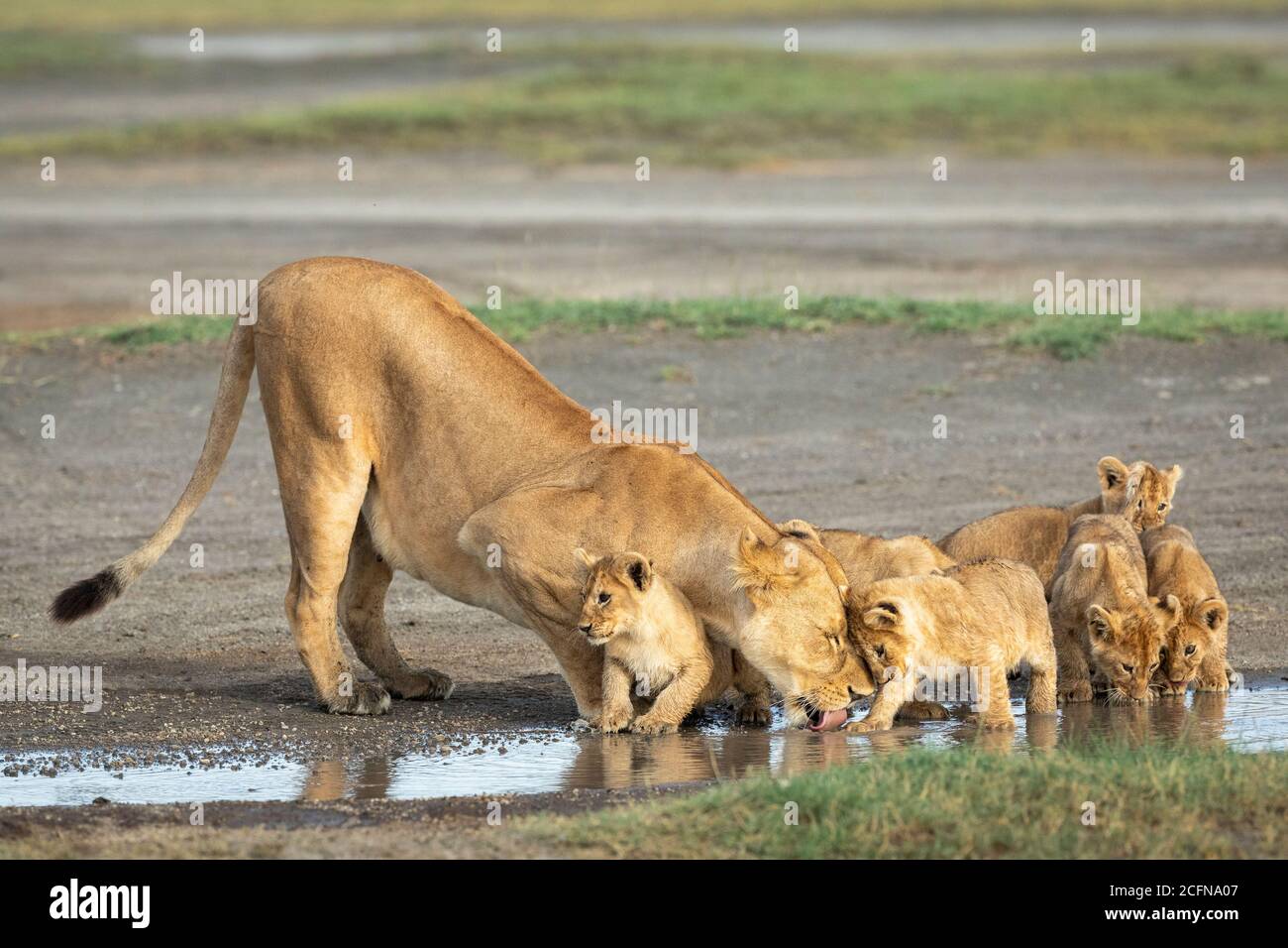 Lioness and her small lion cubs drinking water from a puddle in Ndutu in Tanzania Stock Photo