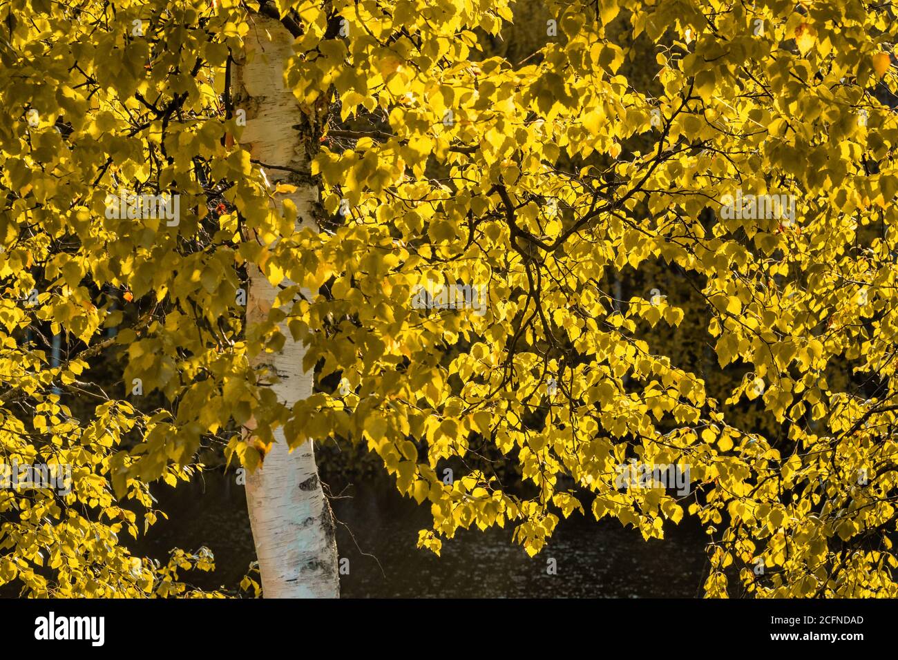 Close up of leaves of birch tree hires stock photography and images