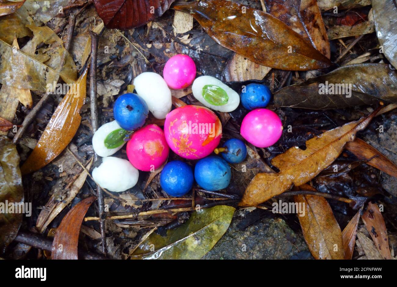 Rainforest fruits including porcelain fruit (pink), blue quandong, and cloud fruit (white). Wooroonooran National Park, Queensland, Australia Stock Photo