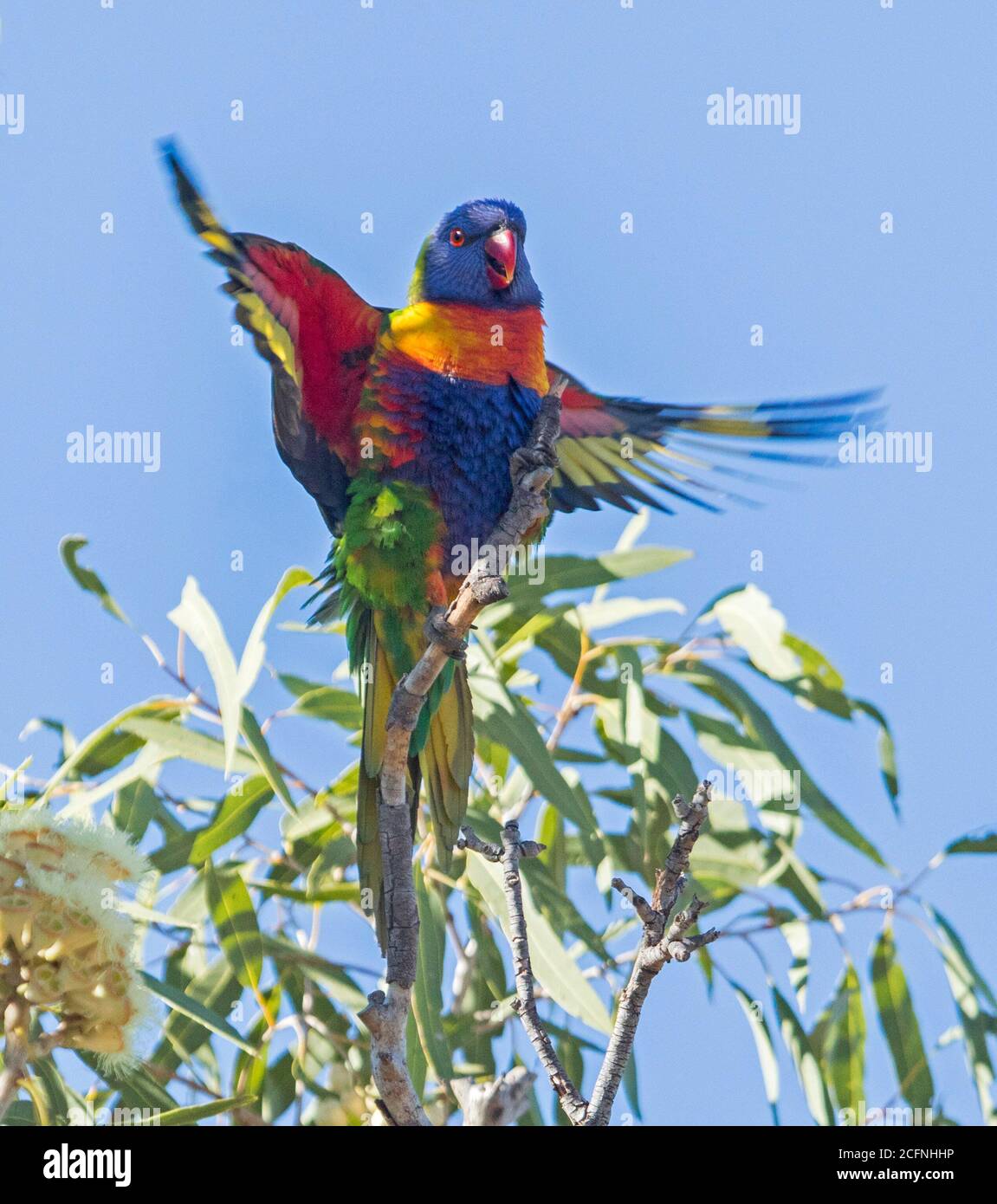 Spectacular view of Australian Rainbow Lorikeet, Trichoglossus moluccanus on top of gum tree with colourful wings outstretched against blue sky Stock Photo
