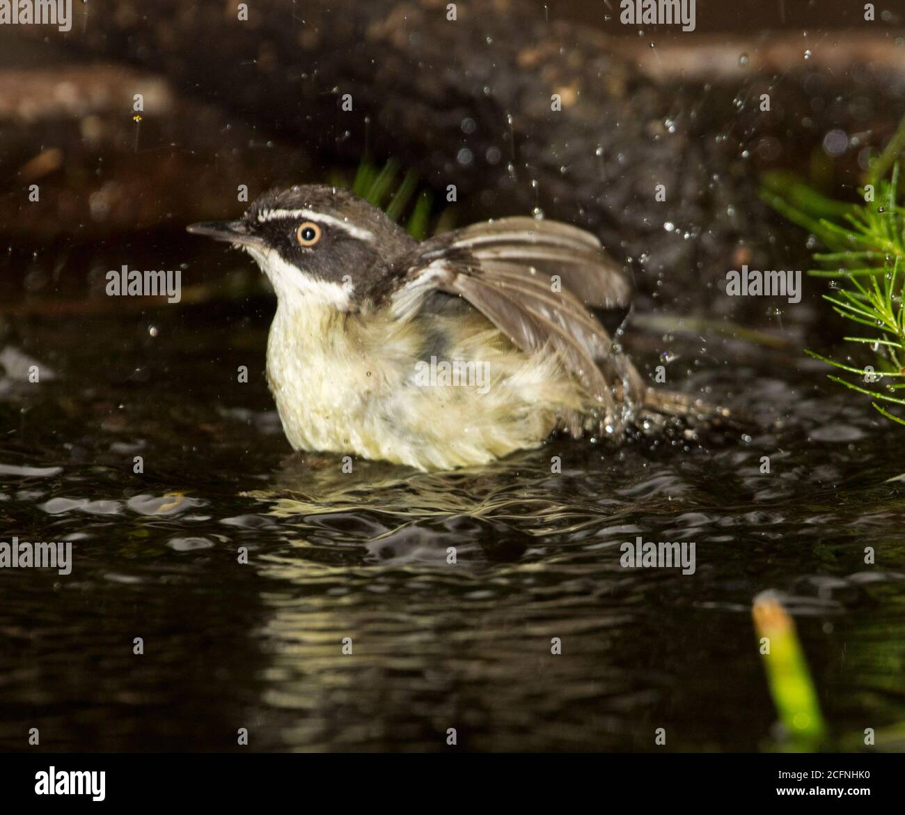 White-browed scrubwren, Sericornis frontalis, bathing in water of small garden pond / bird bath with wings flapping and water spraying into the air Stock Photo