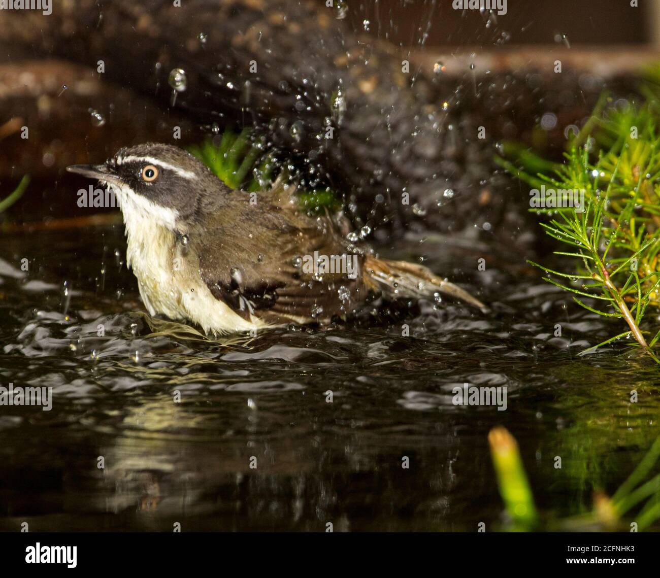 White-browed scrubwren, Sericornis frontalis, bathing in water of small garden pond / bird bath with wings flapping and water spraying into the air Stock Photo