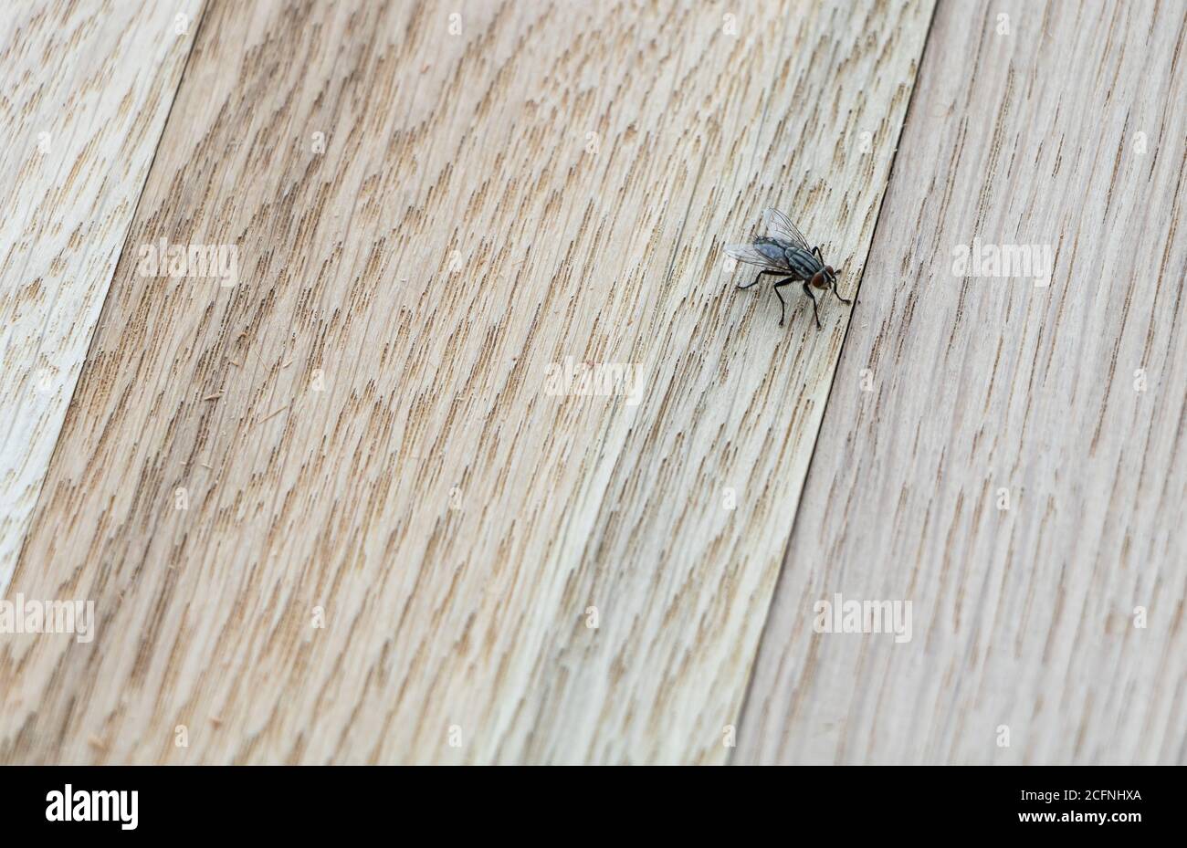 A house fly on wooden background macro copy space Stock Photo