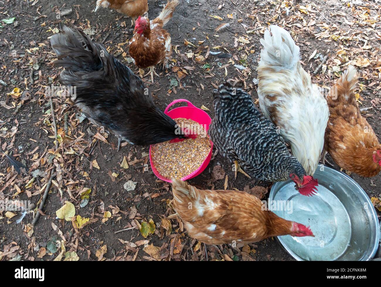 Henhouse home chickens feeding on corn and drinking water Stock Photo Alamy
