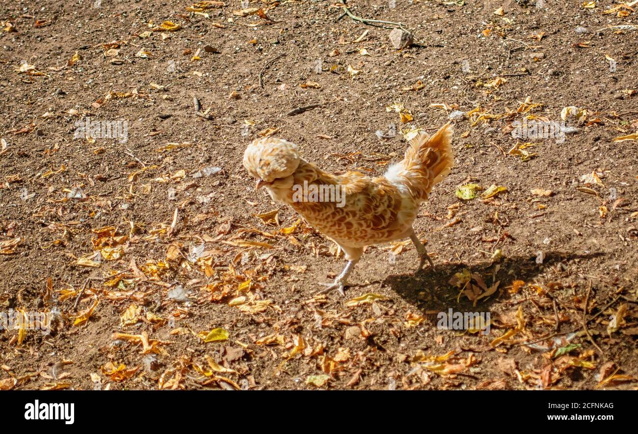 Henhouse home chicken alone Stock Photo Alamy