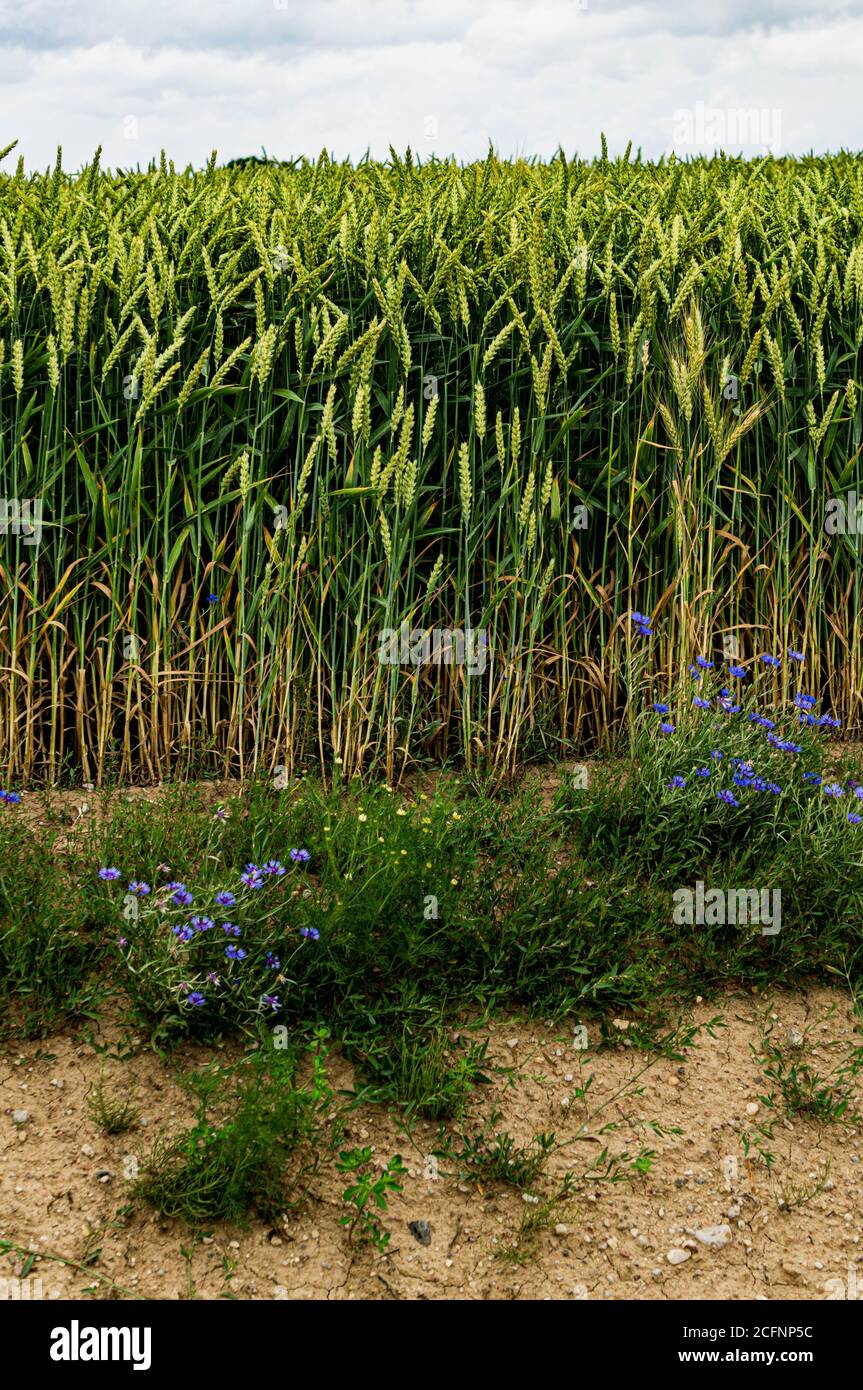 Barley field daisies hi-res stock photography and images - Alamy