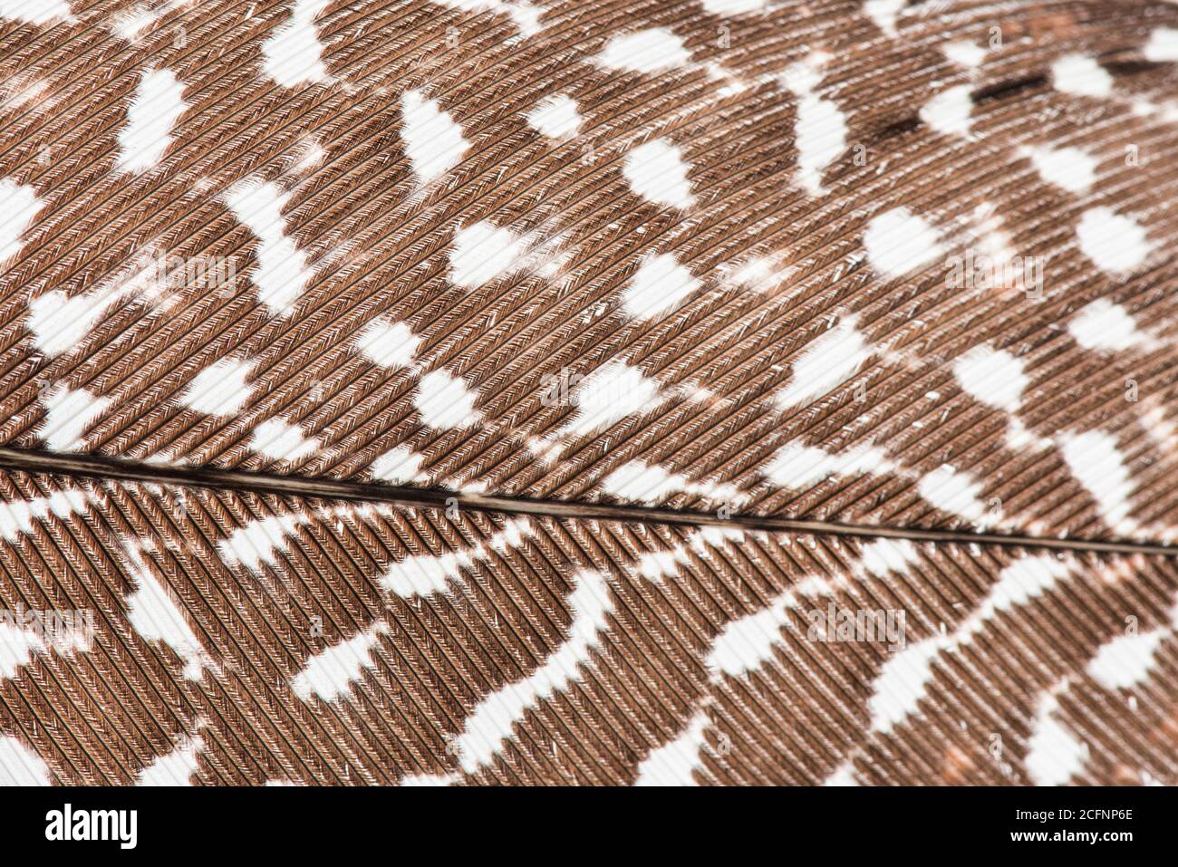 A high resolution macro of a bird feather, specifically that of a Great Argus pheasant, showing the feather anatomy in detail. Stock Photo