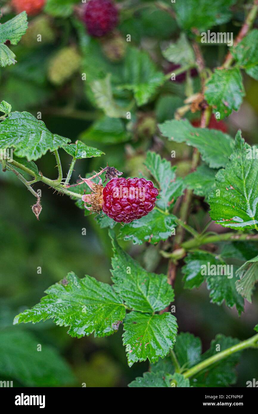 Burgundy berry of raspberry hybrid with blackberry Stock Photo - Alamy