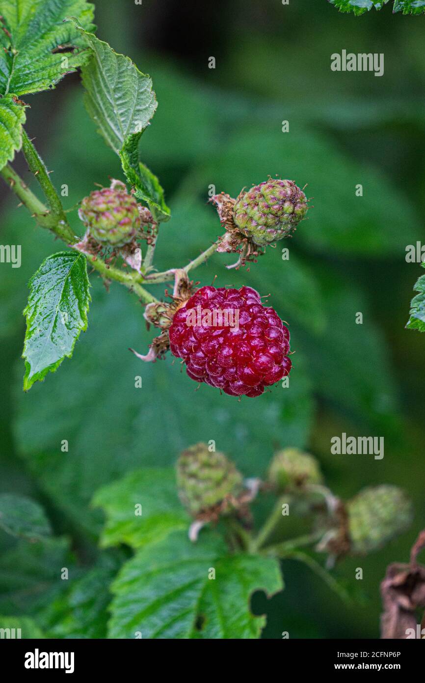 Burgundy berry of raspberry hybrid with blackberry Stock Photo Alamy