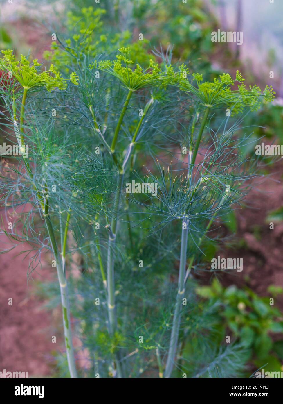 Branches of green organic dill in a greenhouse. Stock Photo