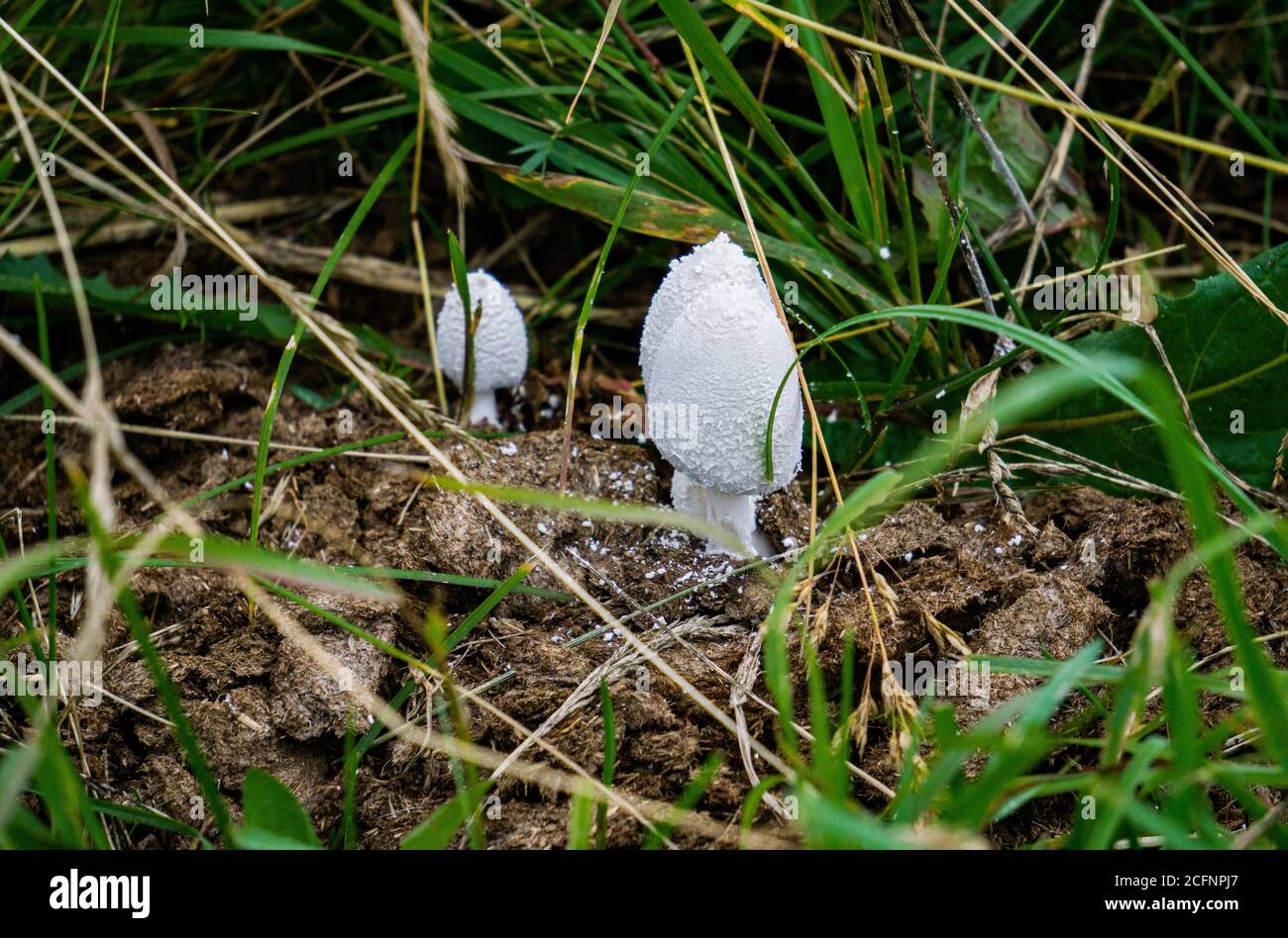 Mushrooms dung beetles in a heap of cow droppings in the field. Stock Photo