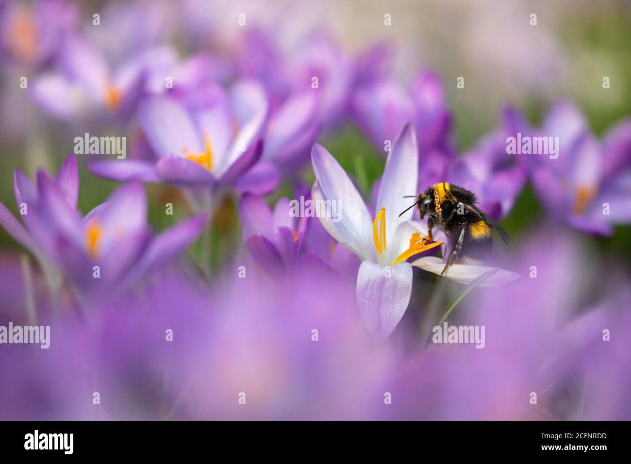 The Netherlands, 's-Graveland, Rural estate Jagtlust. Crocuses flowers. Buff-tailed bumblebee (Bombus terrestris). Stock Photo