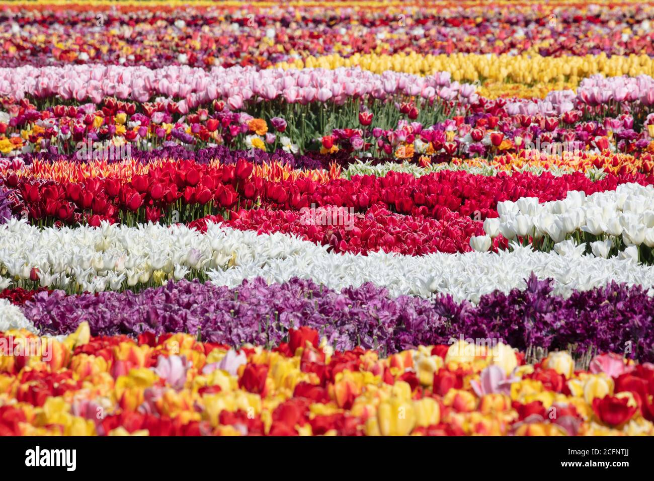 The Netherlands, Noordwijkerhout, in the heart of the bulbgrowing