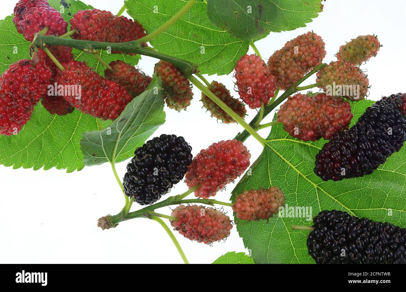 The black mulberry is the fruit of a Morus plant in the family Moraceae Stock Photo