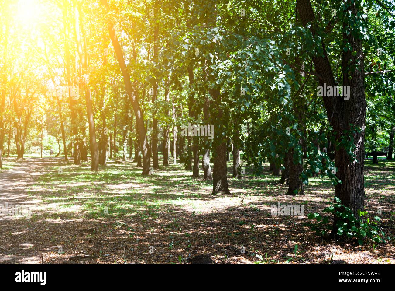 Green trees in the park. Summer landscape. Sunny day Stock Photo - Alamy